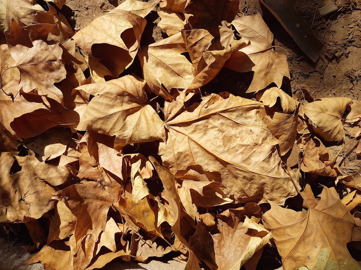 El Plátano oriental ya está en otoño en Santiago Museo Nacional de